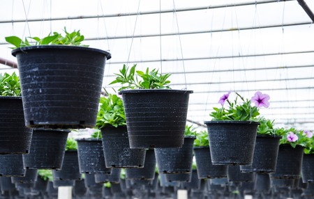 flowers pot nursery  for garden in the greenhouse.の写真素材
