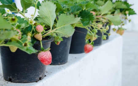 Fresh red strawberry plant in a pot.の写真素材