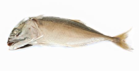 Fresh mackerel fish isolated on the white background.