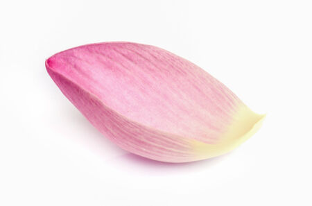 pink water lily flower or lotus flower on white background.の写真素材