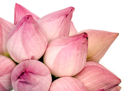 pink water lily flower or lotus flower on white background.の写真素材