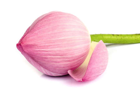 pink water lily flower or lotus flower on white background.の写真素材