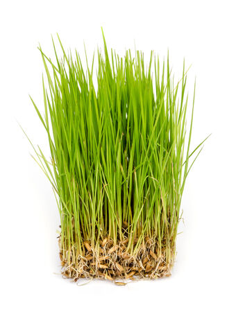 close up of rice sprouts  growing from seeds.の写真素材
