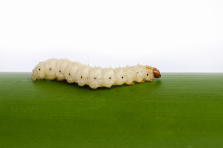 Bamboo worm ,Chrysalis or bamboo insect on white background.の写真素材