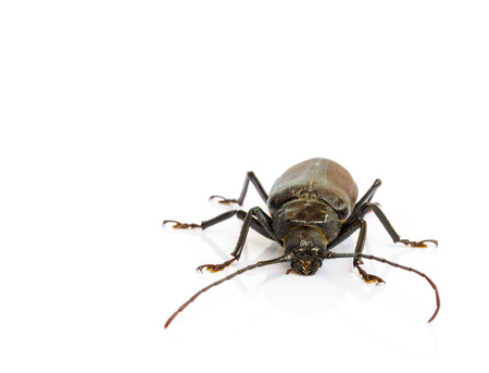 long  horn beetles  isolated on white background.