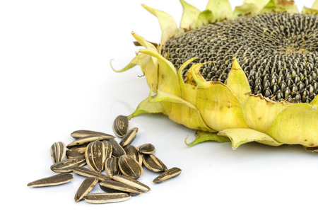 Sunflower with Seeds isolated  on white background .の写真素材