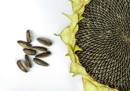 Sunflower with Seeds isolated  on white background .の写真素材
