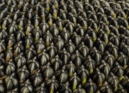 Close - up of Sunflower with Seeds   background .の写真素材