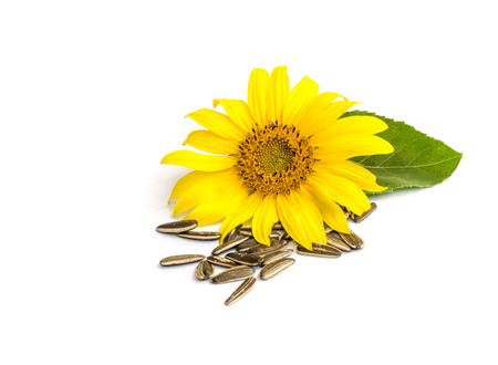 sunflower with seed  isolated on white background.の写真素材