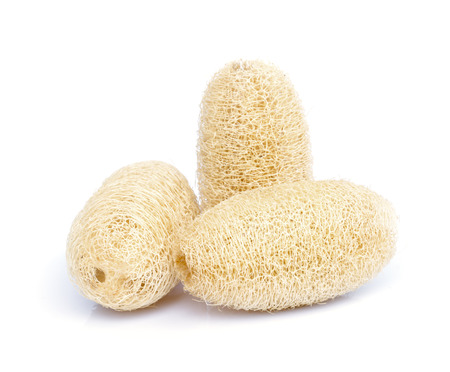 luffa sponge natural fiber for body scrubbing on white background.の写真素材