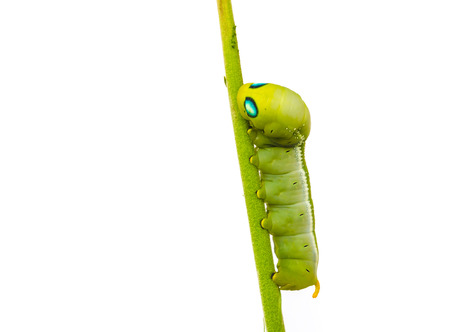 Worm the caterpillars isolated on white background.