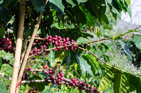 Close up Coffee tree with ripe  in mountains.の写真素材
