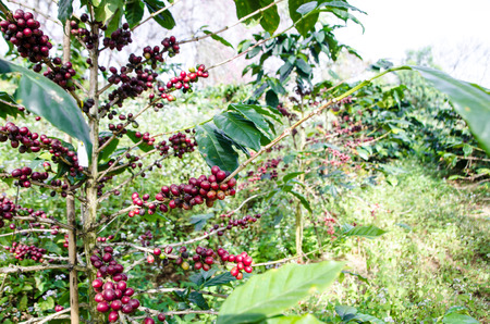 Close up Coffee tree with ripe  in mountains.の写真素材