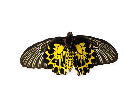 Black Butterflys staff open wings on white .の写真素材