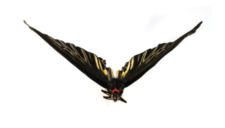 Black Butterflys staff open wings on white .の写真素材