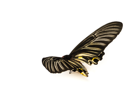 Black Butterflys staff open wings on white .の写真素材