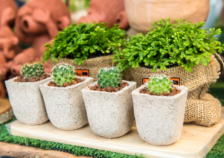 Group of cactus in greenhouse growing, selective focus.の写真素材