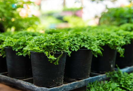 Group of flower  pot  in greenhouse growing, selective focus.の写真素材