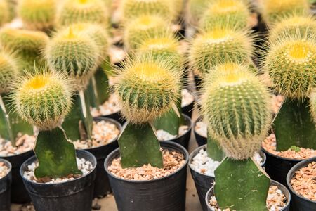 Group of cactus in greenhouse growing, selective focus.