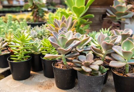 Group of cactus in greenhouse growing, selective focus.の写真素材