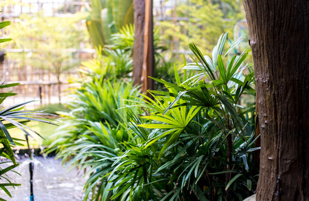 The Garden with a pond  in cafe.の写真素材