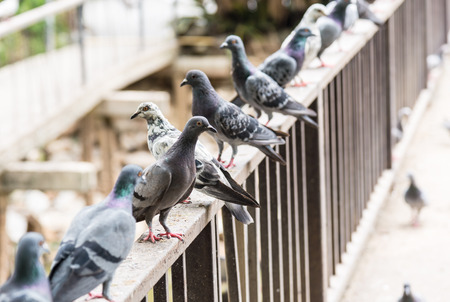 pigeons standing on a fence  in a city park.の写真素材