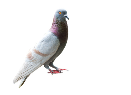 pigeons standing isolated on the white background.の写真素材