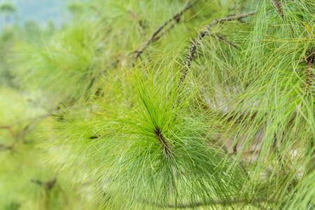 view of  pine tree brance with leaf  in the forest .