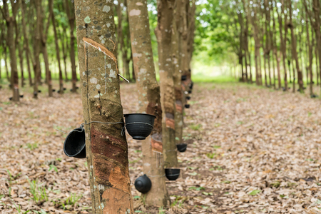 Tapping latex from a rubber tree plantation.の写真素材