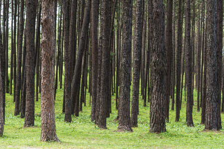 view of very big and tall pine tree   in the forest .の写真素材