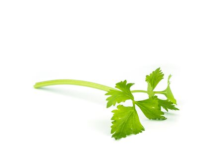 Fresh green of celery over white background.の写真素材