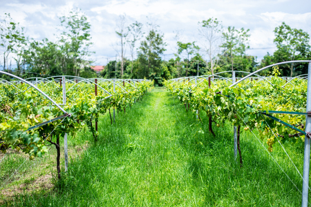 grapes with green leaves on the grape fruit plants outdoors.の写真素材