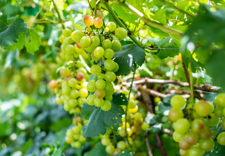 grapes with green leaves on the grape fruit plants outdoors.の写真素材