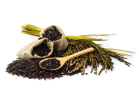 The rice is deep purple in colour; this gorgeous dark colour is typical of plants that yield high nutrition.の写真素材