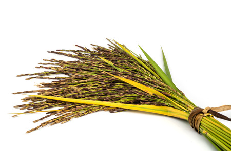 The rice is deep purple in colour; this gorgeous dark colour is typical of plants that yield high nutrition.の写真素材