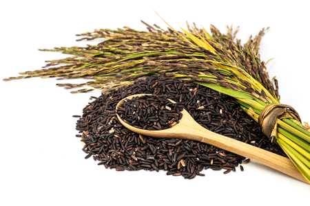 The rice is deep purple in colour; this gorgeous dark colour is typical of plants that yield high nutrition.の写真素材