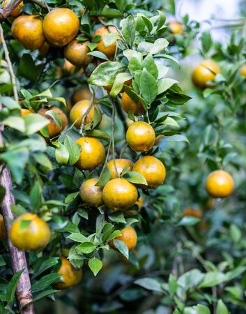Orange fruit on the tree and Orange Park.の写真素材