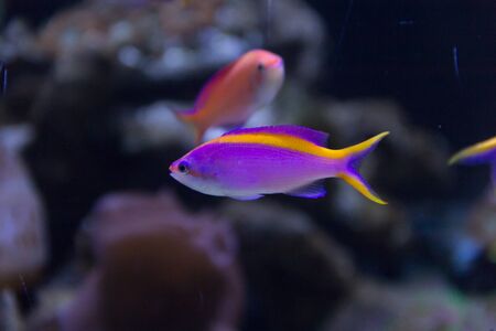 Close up of bright beautiful coral fishの写真素材