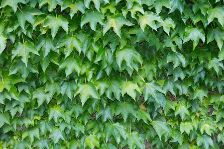 Green ivy leafs as decoration of the house.