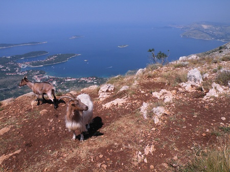    Croatia,near to Dubrovnik                               の写真素材