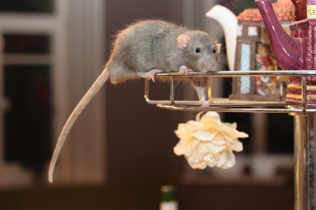 Ratの写真素材