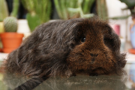 Guinea pigの写真素材