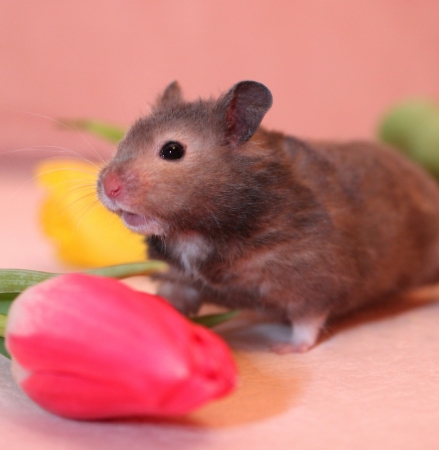 Hamsterの写真素材