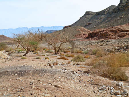 Israel,desert near Eilatの写真素材