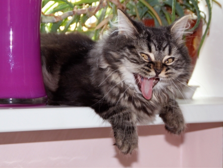  British long haired catの写真素材