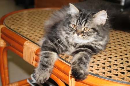  British long haired catの写真素材