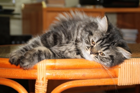  British long haired catの写真素材