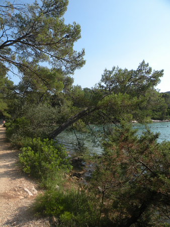   Croatia,island Mljet                                の写真素材
