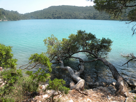    Croatia,island Mljet                                  の写真素材