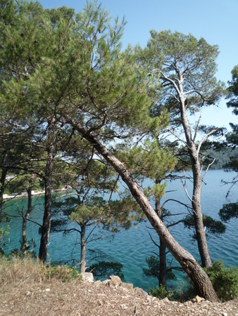 Croatia,island Mljet  の写真素材